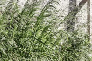 The Top 5 Best Grass Types that Thrive in Virginia Picture