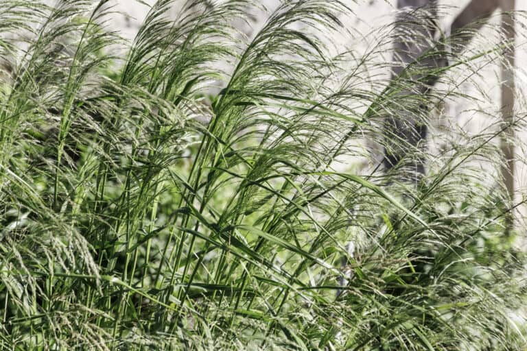 Panicum virgatum 'Northwind' switch grass, ornamental grass in summer bloom