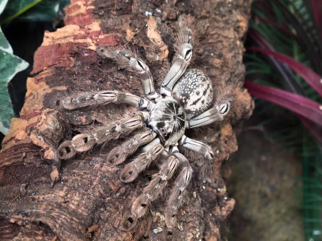 Togo Starburst tarantula
