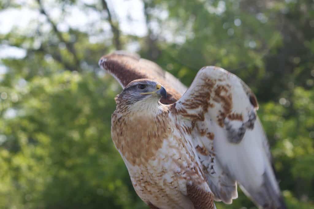 A ferruginous hawk at Lake Livingston State Park.The brown, white, and gray bird is right of center, in the act of either spreading or closing its wings. out of focus green background. 