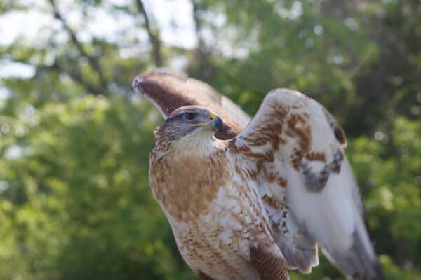 Ferruginous hawks are one of the fastest animals in Nebraska.