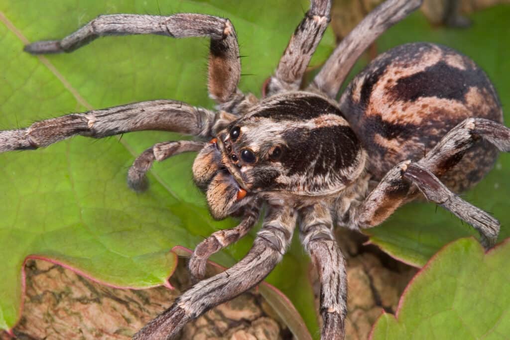 female wolf spider