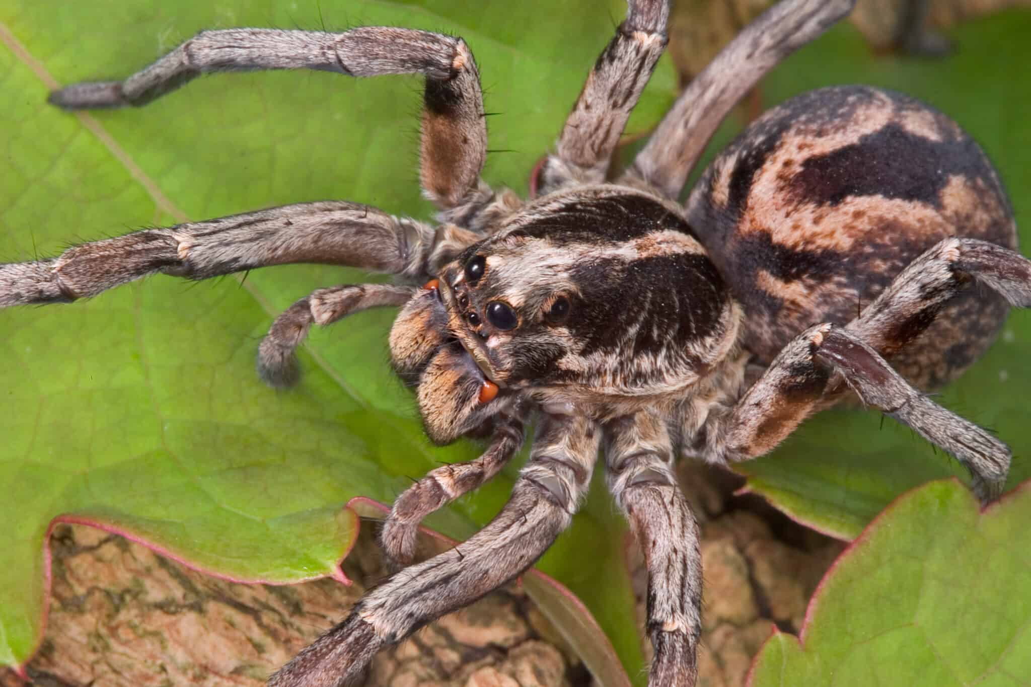 Female Wolf Spider vs Male Wolf Spider: What Are Their Differences? - A ...