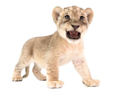 A This Adorable Lion Cub Tries Out Their Roar on Mom