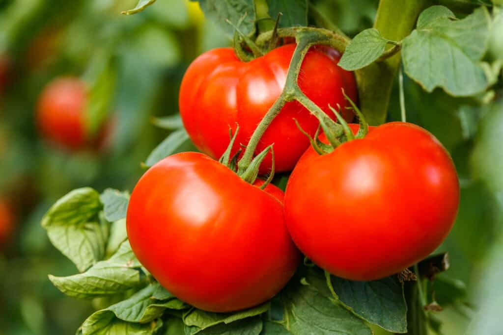 big-boy-tomatoes hanging from the vine outdoors. bright red!