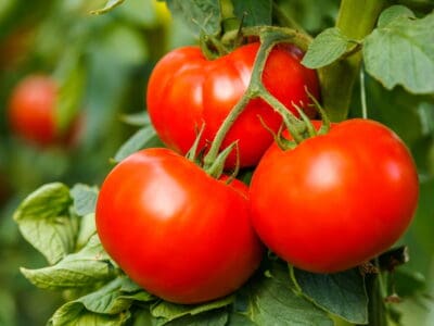 A When to Plant Tomatoes in North Carolina: 6 Tips for Your Garden