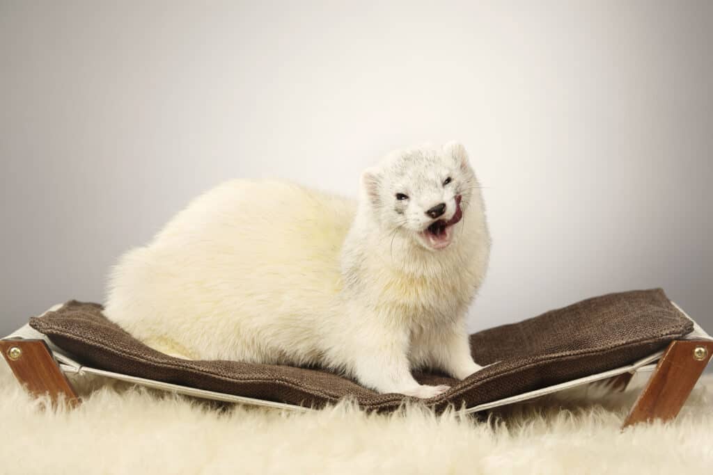 Dark eyed white ferret portrait in studio
