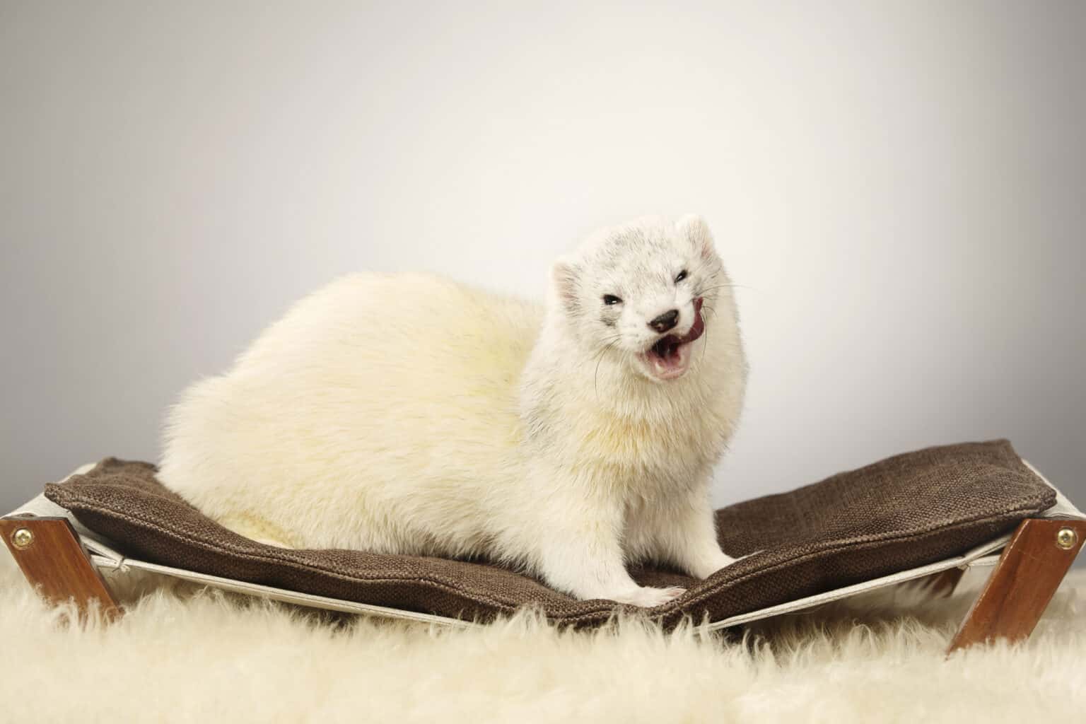 White Ferret / Albino Ferrets - A-Z Animals