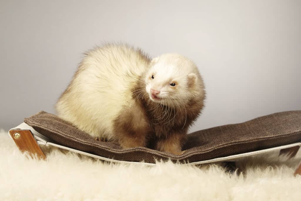 Cinnamon ferret