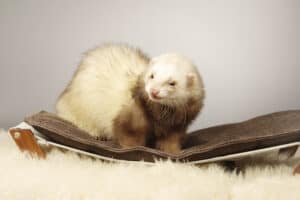 Are Ferrets Nocturnal Or Diurnal? Their Sleep Behavior Explained Picture