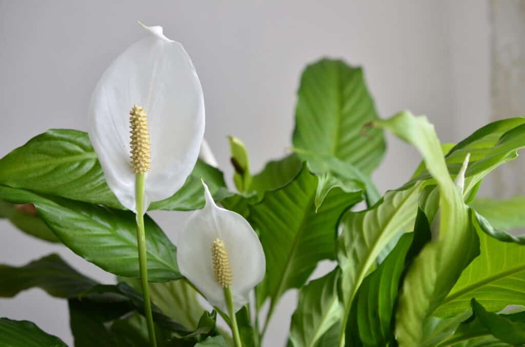 Peace lily flowers