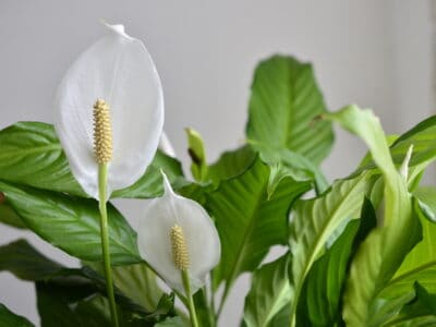 A 6 House Plants That Purify The Air