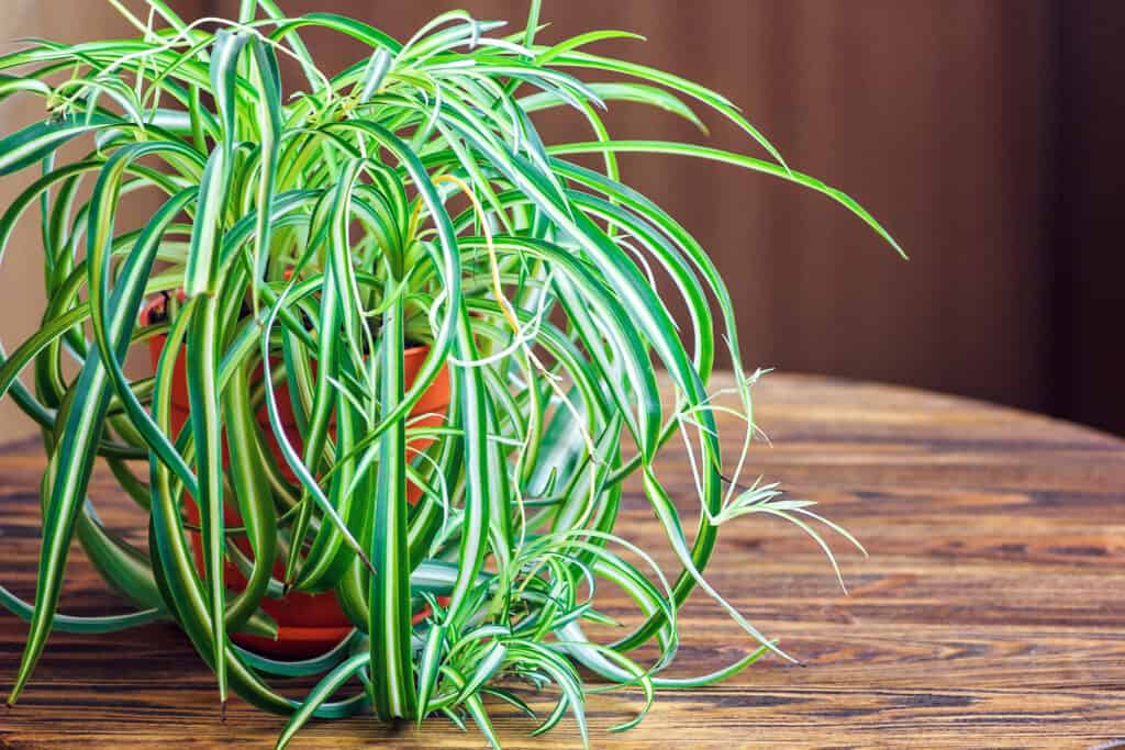  Spider plant in a terra cotta pot  with a saucer, on a wooden table. the plant has long, slender leaves, with each individual leaf have a central, vertical stripe running its length. The terra cotta pot is virtually obscured by the plants leaves. 