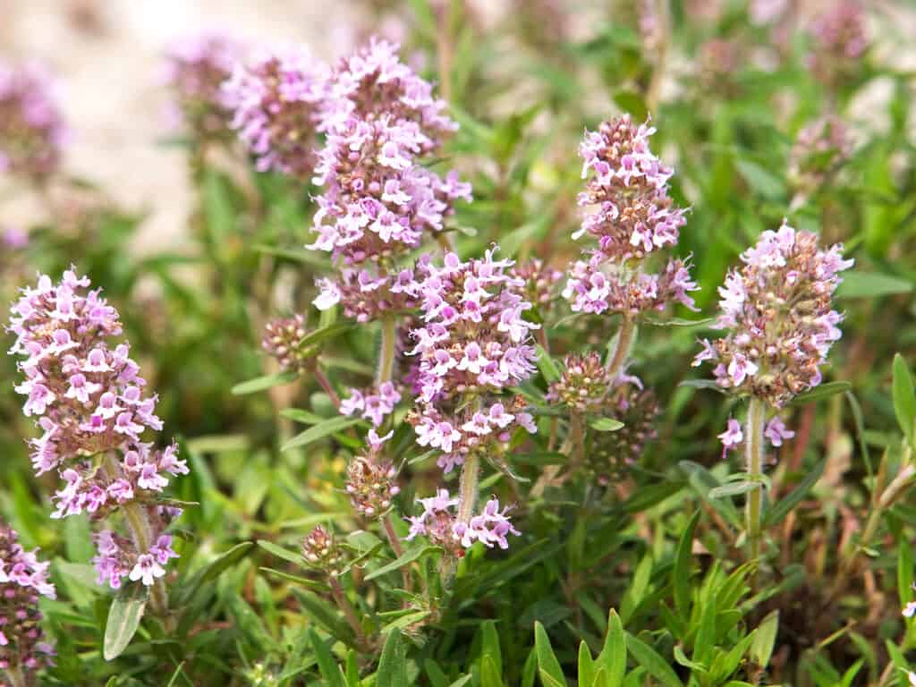 German thyme