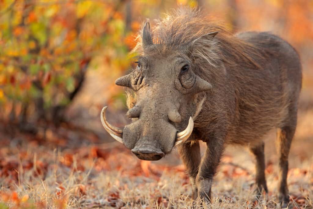 warthog