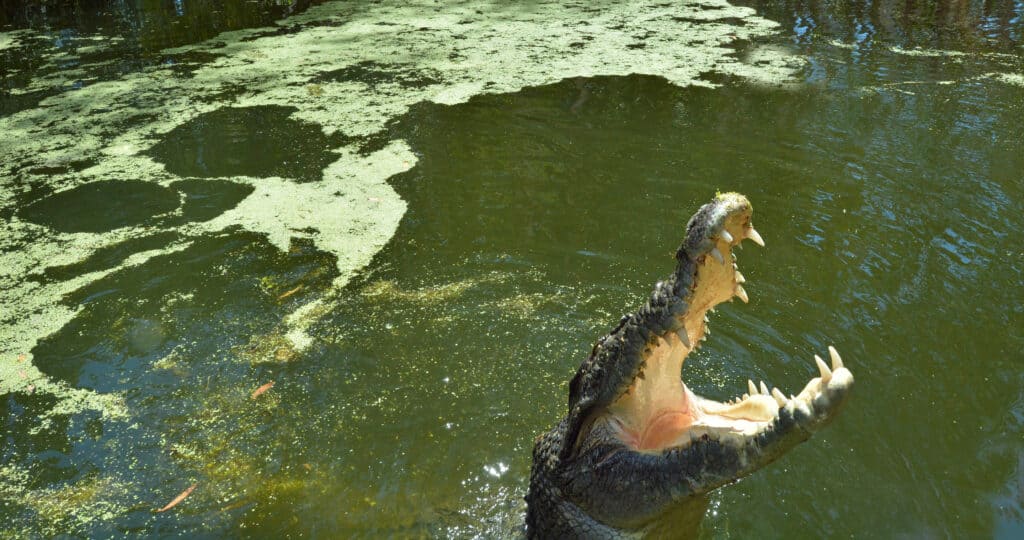 crocodile leaping