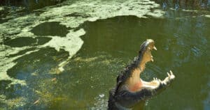 These Jumping Crocodiles Could Probably Dunk with that Much Vertical! Picture