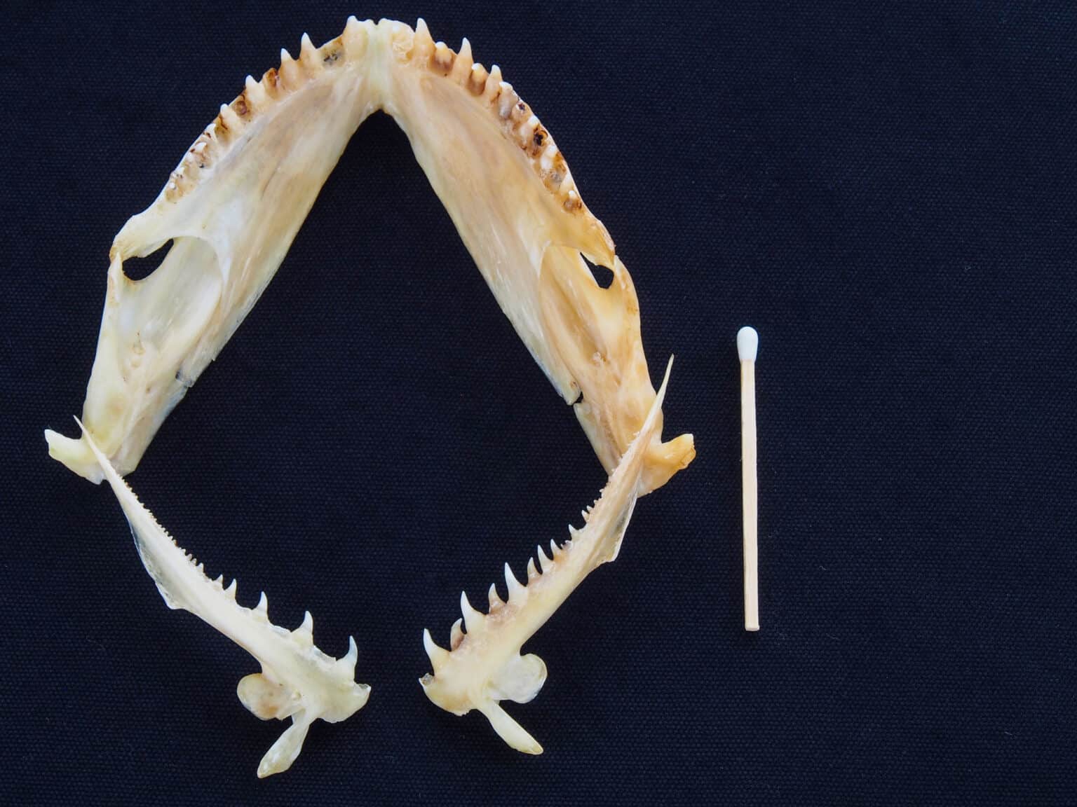 Flounder Teeth Everything You Need To Know AZ Animals