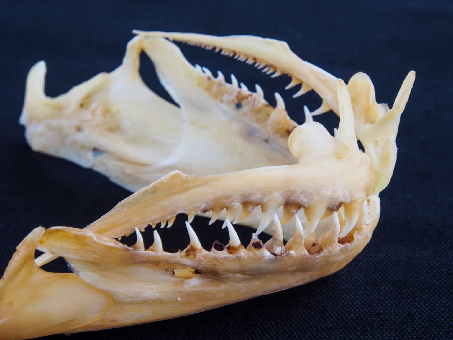 Flounder Teeth: Everything You Need To Know - A-Z Animals