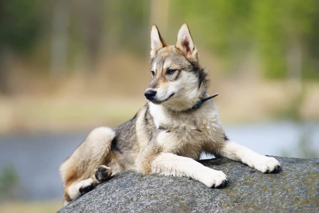 West Siberian Laika