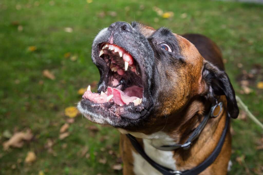 Boxer teeth