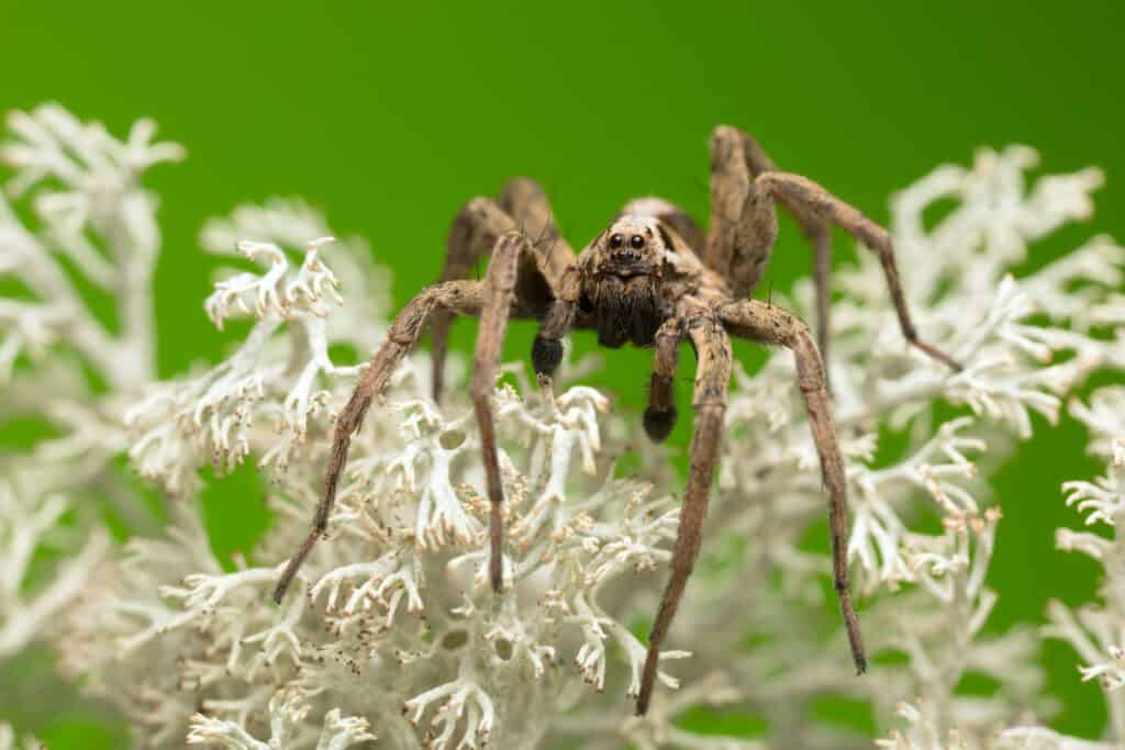 Male wolf spider