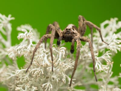 A Do Wolf Spiders Make Good Pets?