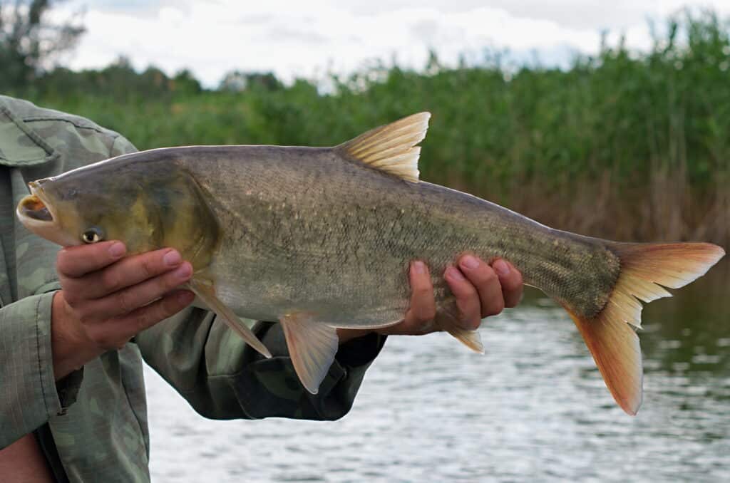 An angler holding a silver carp. 