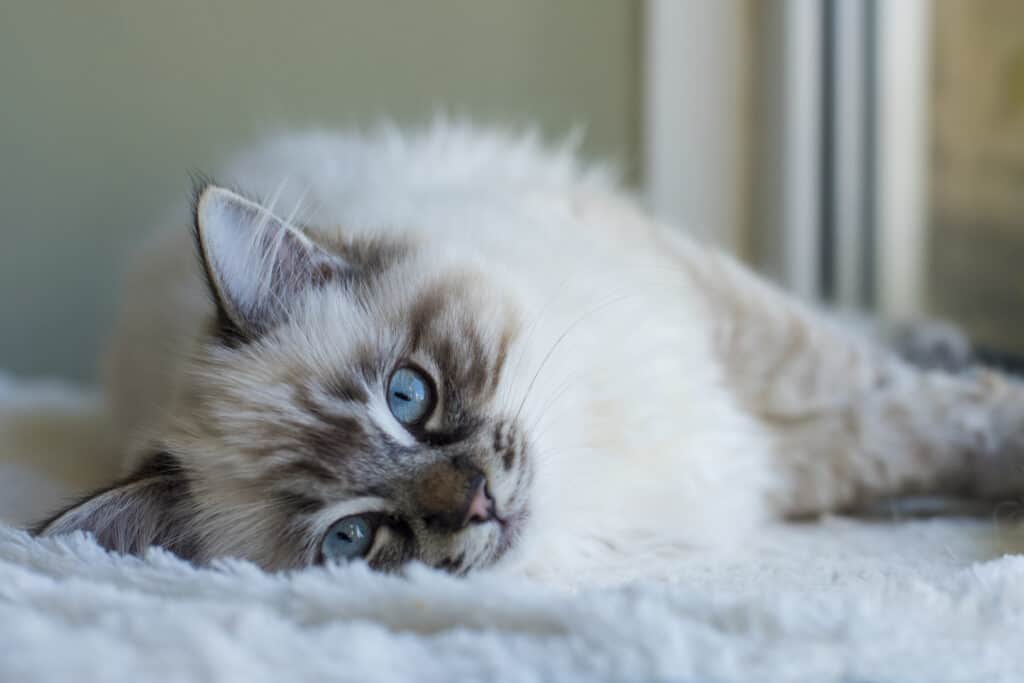 ragdoll kitty