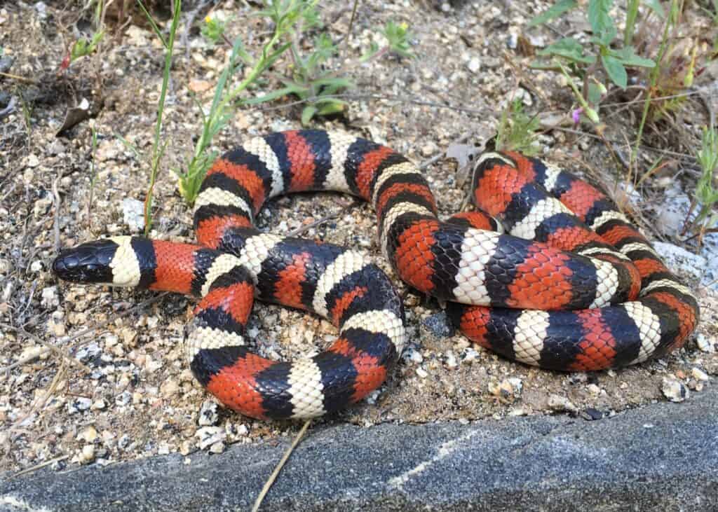 Sierra mountain kingsnakes closely resemble coral snakes