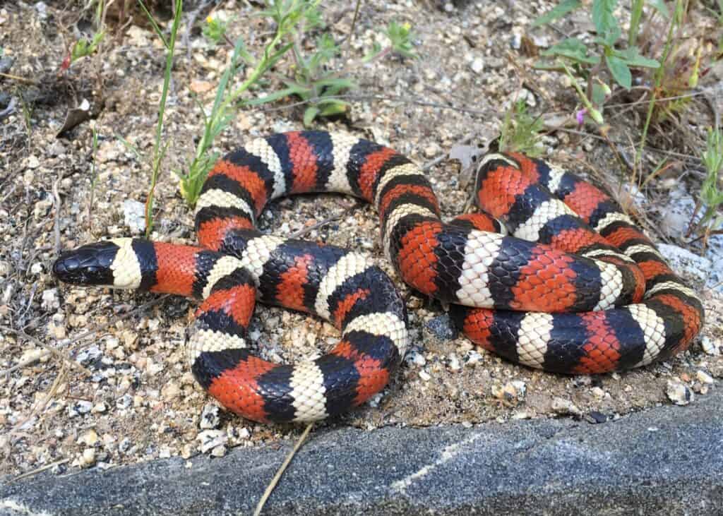 black and red