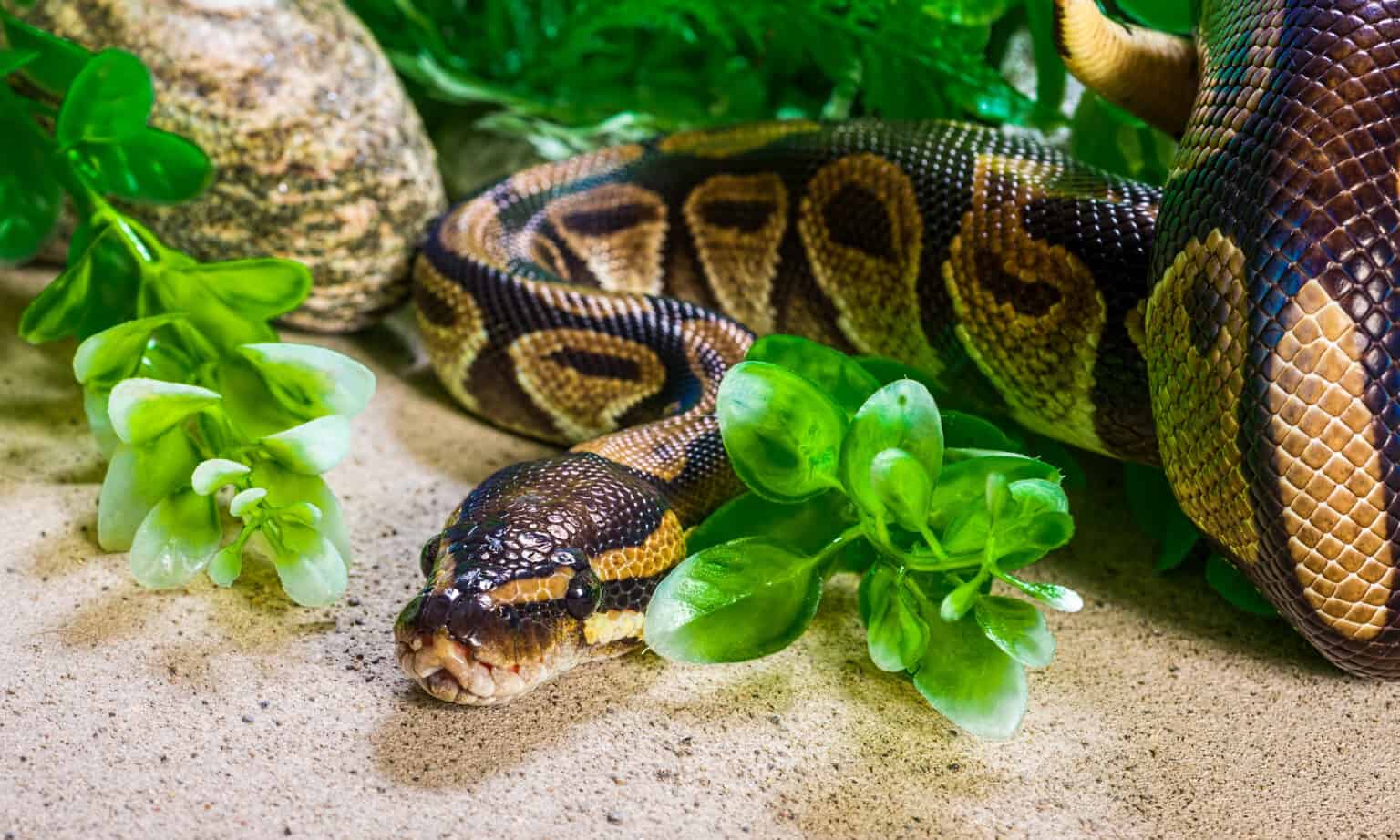 Ball Python Quiz: Test What You Know! - A-Z Animals