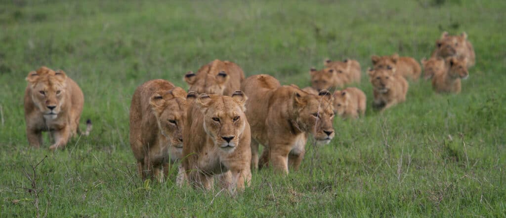 lions