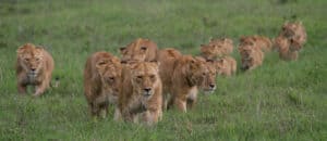 Watch a Lion Pride Stare Down a Herd of Buffaloes Until They Find Where to Strike Picture