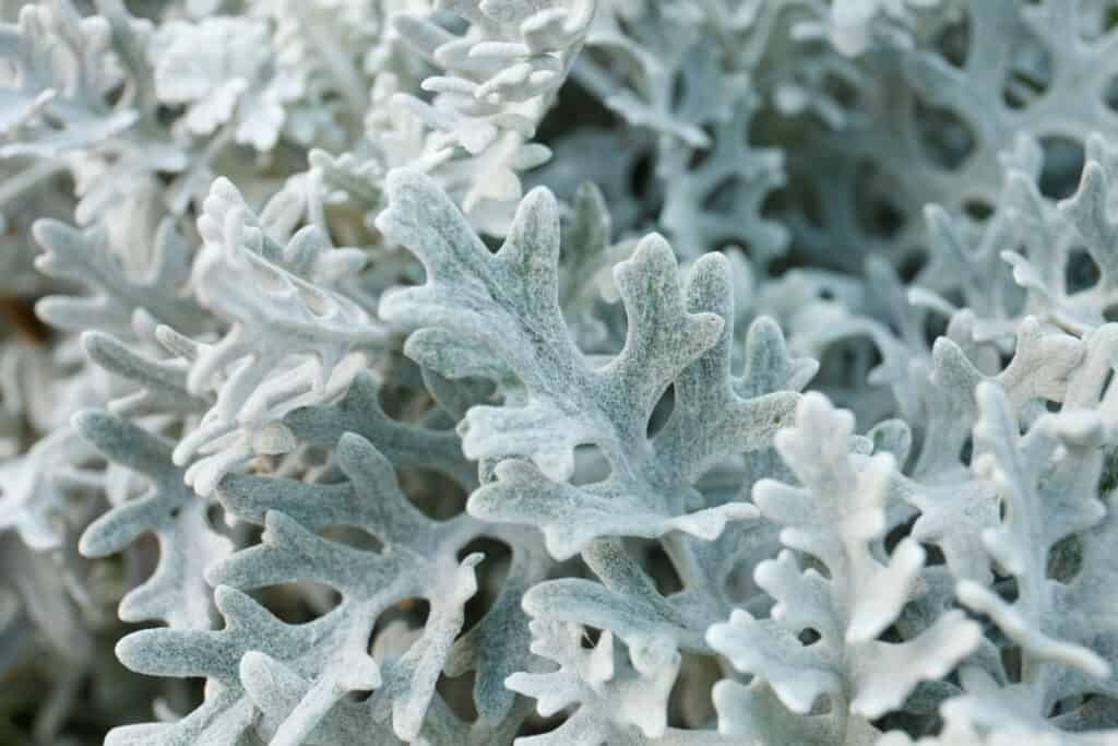 Dusty miller