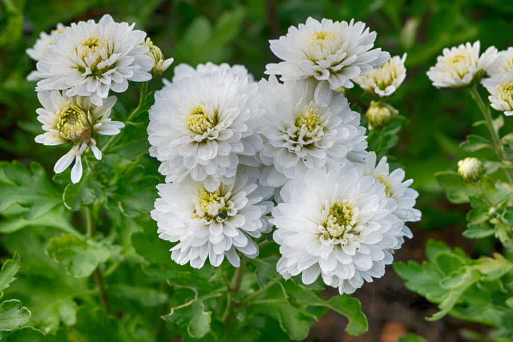 The Zinnia white