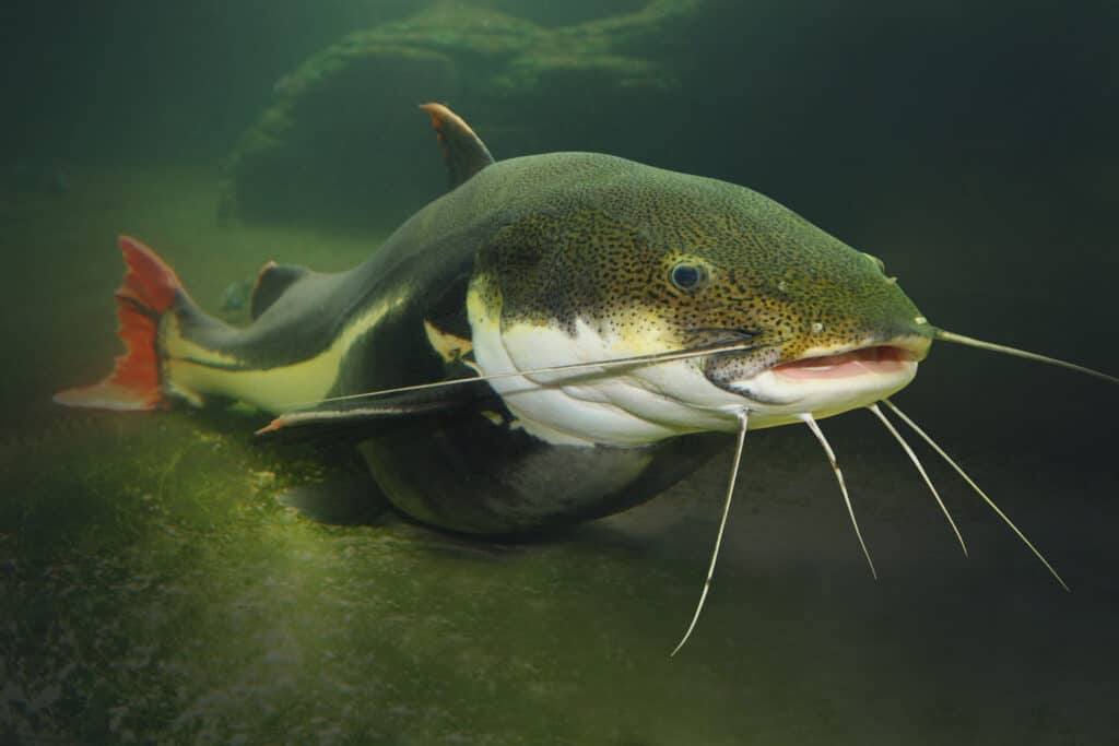 Catfish World Records Largest Catfish Ever Discovered   Shutterstock 553120666 1024x683 