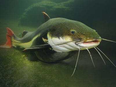 A Gulper Catfish 