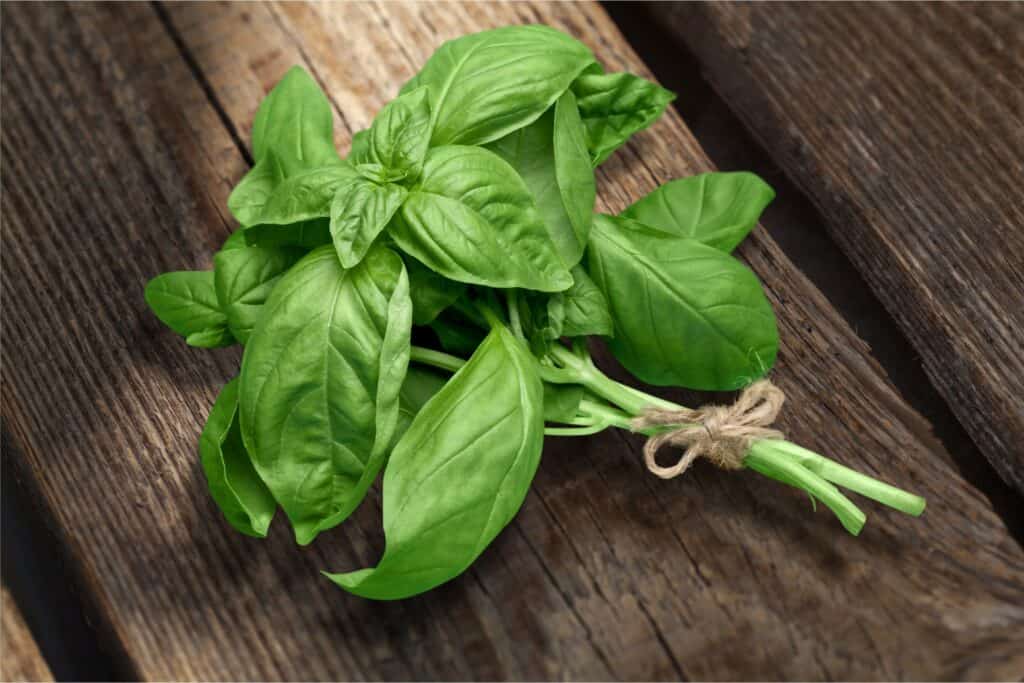 a few sprigs pf Genovese Basil, also known as sweet basil, that have been harvested and tied in bunch with a shot length of natural , tan-colored jute garden string