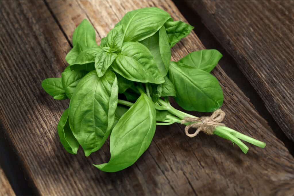 a few sprigs of Genovese Basil, also known as sweet basil, that have been harvested and tied in bunch with a shot length of natural , tan-colored jute garden string