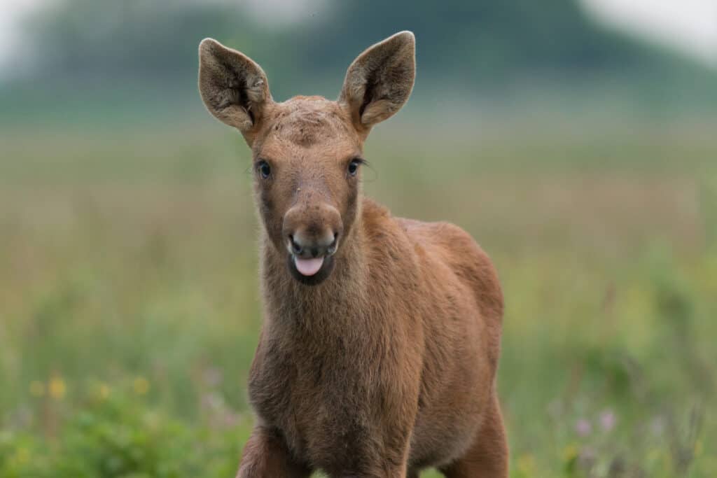 Watch Twin Baby Moose Playing Adorably in the Sprinklers AZ Animals