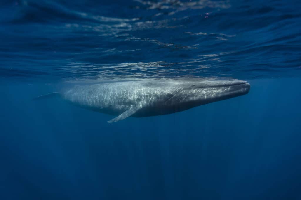 cá voi xanh