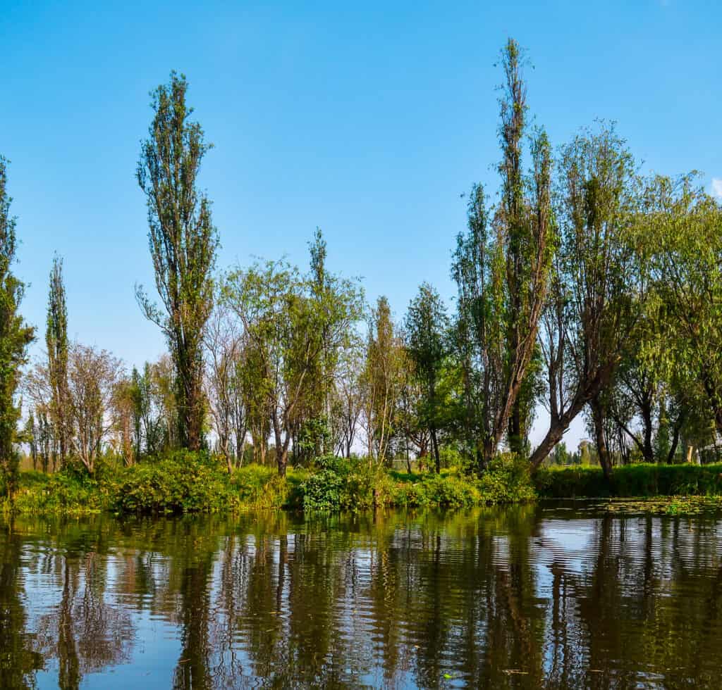 Different types of willow trees - Salix bonplandiana