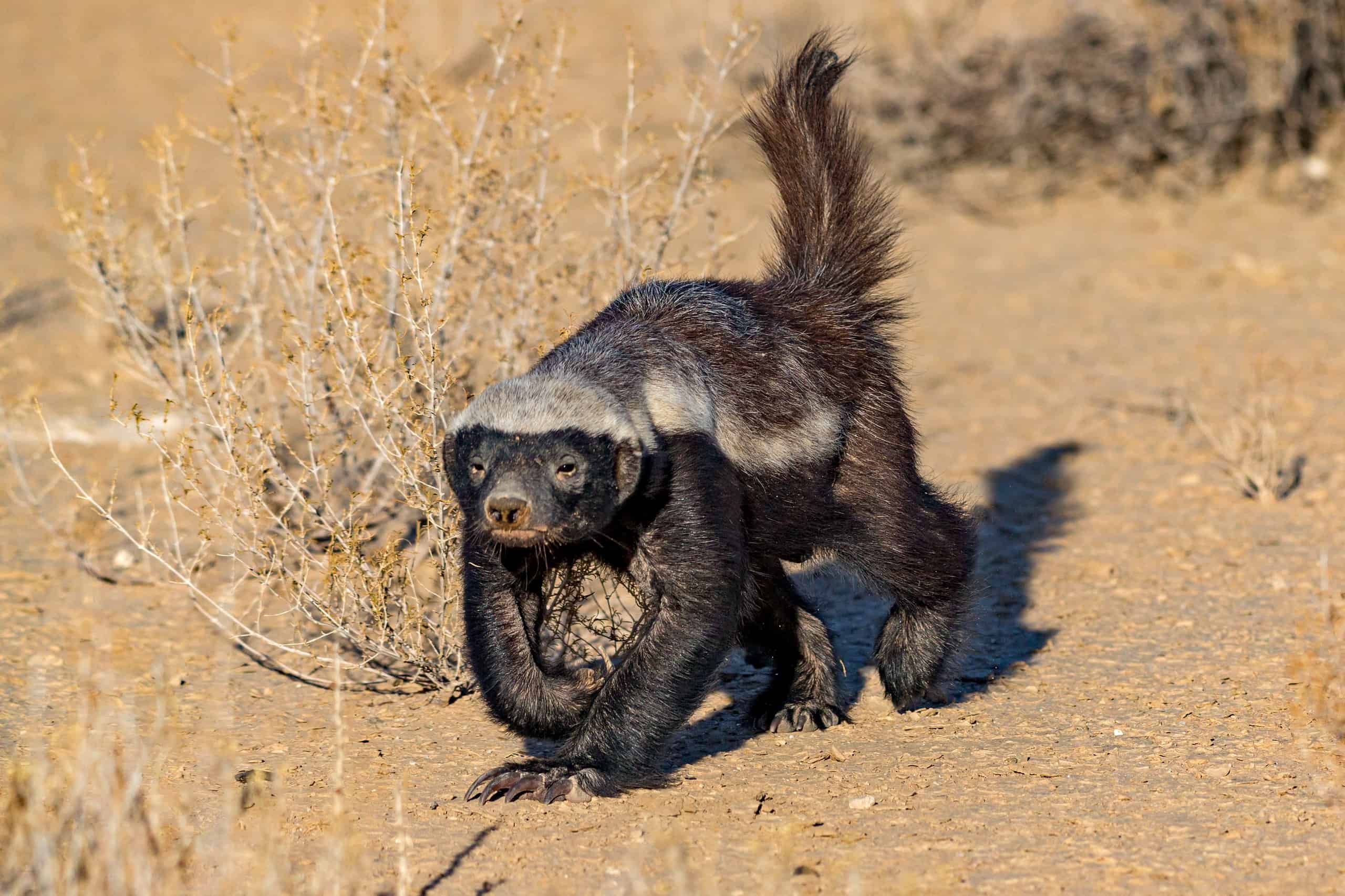 Honey Badger Attacking Snake