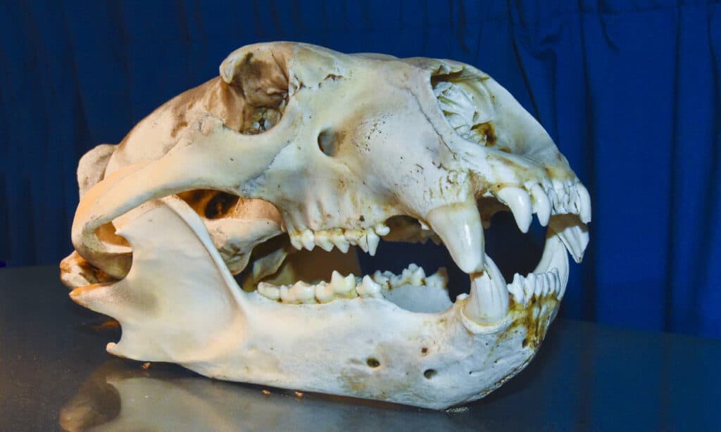 Skull of an polar bear