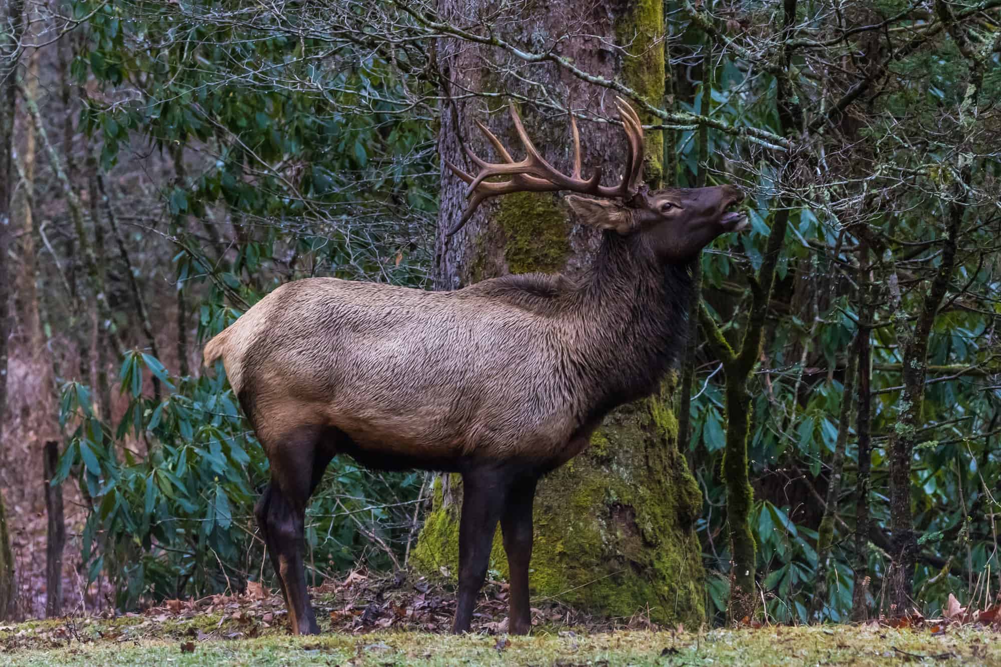 Elk Teeth Everything You Need To Know A Z Animals