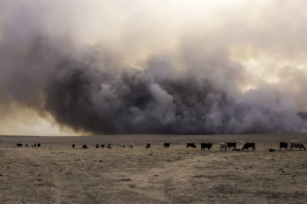 cattle in front of a wildfire