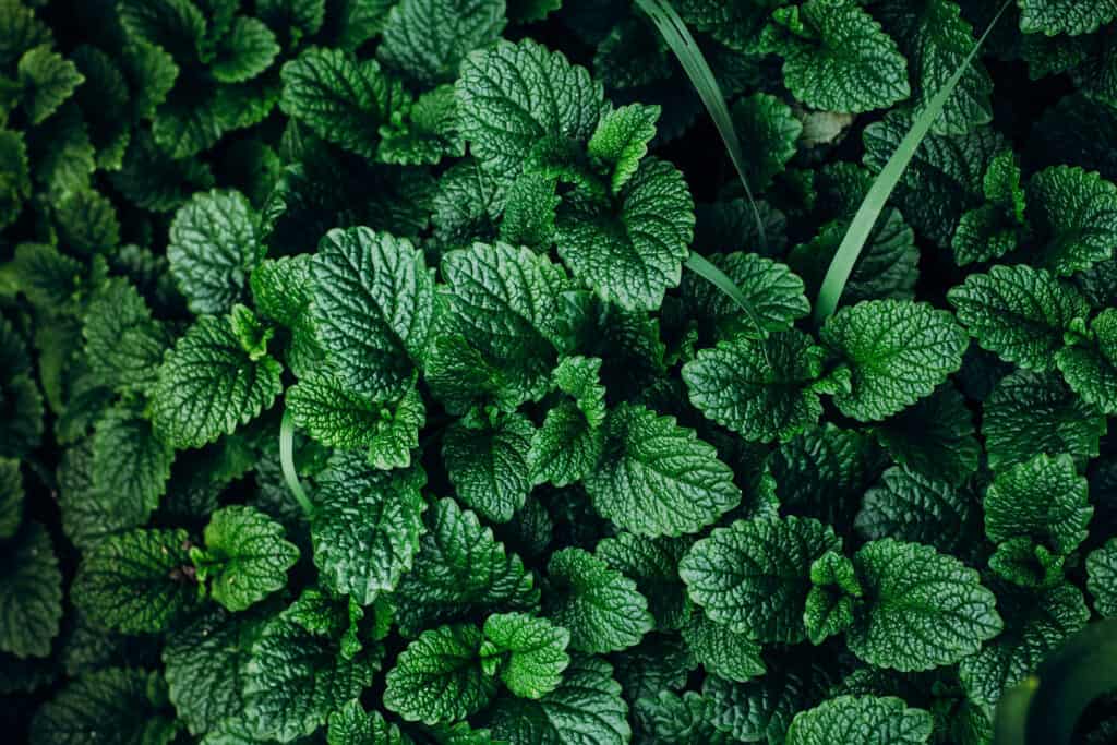 Mint leaves