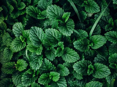 A Lemon Balm vs. Mint: How Are They Different?