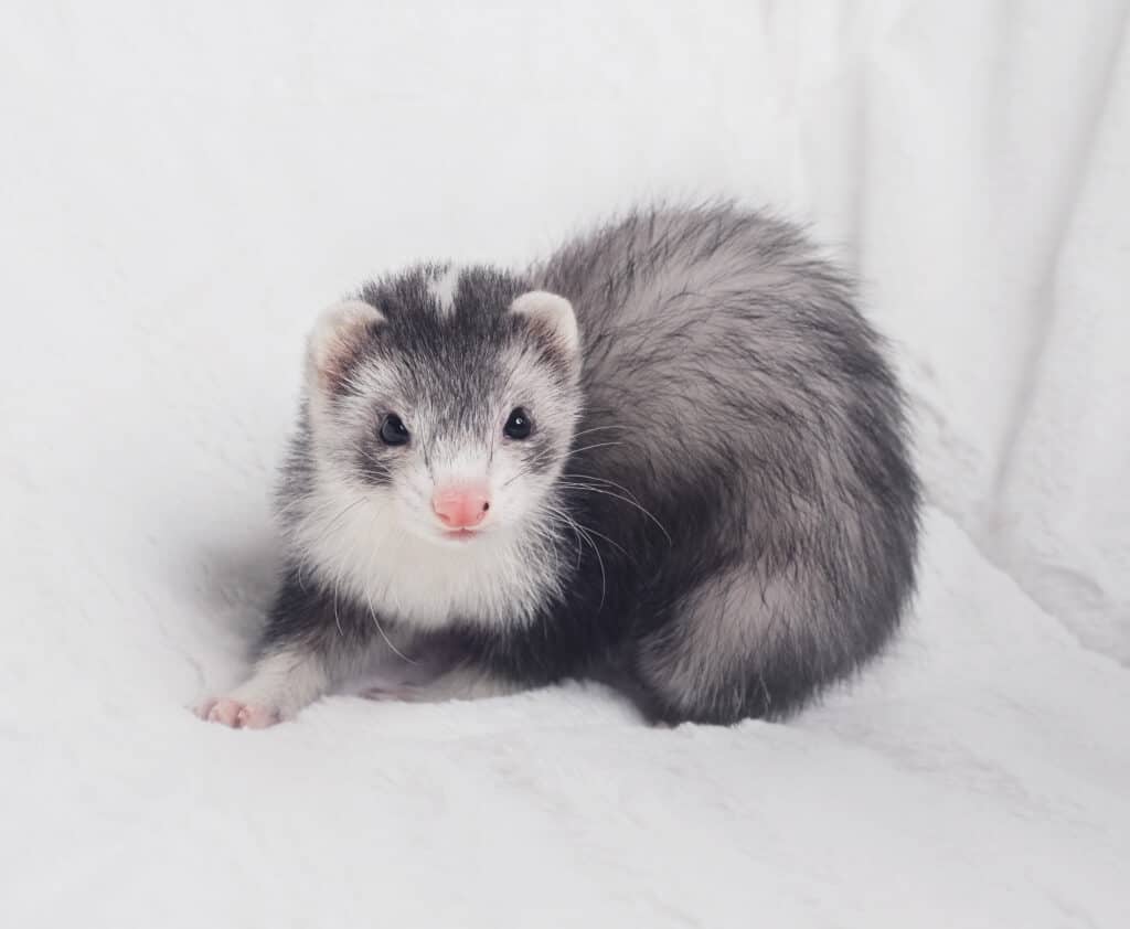 Silver mitted blaze ferret